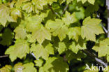 Noorse esdoorn (Acer platanoides)