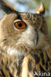 Oehoe (Bubo bubo)