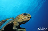 Loggerhead Turtle (Caretta caretta) 