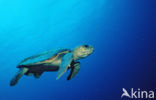 Loggerhead Turtle (Caretta caretta) 