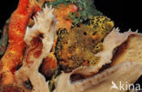 Longlure frogfish (Antennarius multiocellatus)