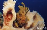 Longlure frogfish (Antennarius multiocellatus)