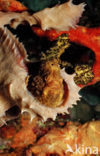 Longlure frogfish (Antennarius multiocellatus)