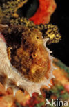 Longlure frogfish (Antennarius multiocellatus)