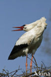 White Stork (Ciconia ciconia)