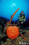 Oranje spons (Agelas clathrodes)