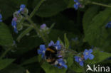 Green Alkanet (Pentaglottis sempervirens)
