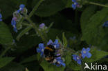 Overblijvende ossentong (Pentaglottis sempervirens)