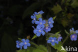 Green Alkanet (Pentaglottis sempervirens)