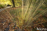 Pijpestrootje (Molinia caerulea)