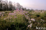 Pinksterbloem (Cardamine pratensis)