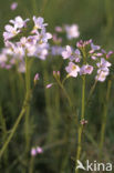 Pinksterbloem (Cardamine pratensis)