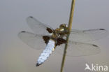 Platbuik (Libellula depressa)