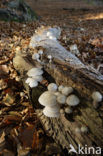 Porcelain fungus (Oudemansiella mucida)