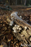 Porcelain fungus (Oudemansiella mucida)