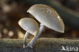 Porcelain fungus (Oudemansiella mucida)