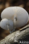 Porseleinzwam (Oudemansiella mucida)
