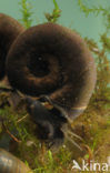 Posthorenslak (Planorbarius corneus)