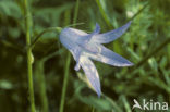 Rampion Bellflower (Campanula rapunculus)