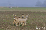 Roe Deer (Capreolus capreolus)