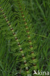Great Horsetail (Equisetum telmateia)