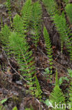 Great Horsetail (Equisetum telmateia)