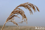 Riet (Phragmites australis)