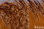 Riet (Phragmites australis)