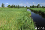 Riet (Phragmites australis)