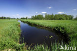 Riet (Phragmites australis)