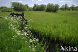 Riet (Phragmites australis)