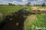 Riet (Phragmites australis)