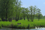 Riet (Phragmites australis)