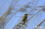 Sedge Warbler (Acrocephalus schoenobaenus)