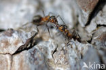 wood ant (Formica sp.)