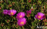 Rode hottentotvijg (Carpobrotus acinaciformis)