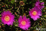 Rode hottentotvijg (Carpobrotus acinaciformis)