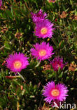 Rode hottentotvijg (Carpobrotus acinaciformis)