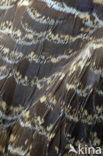 Red Kite (Milvus milvus) 