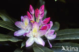 Rhododendron spec.