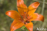 Roggelelie (Lilium bulbiferum subsp.croceum) 