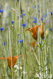 Orange Lily (Lilium bulbiferum subsp.croceum)
