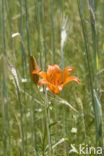 Roggelelie (Lilium bulbiferum subsp.croceum) 