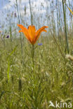 Orange Lily (Lilium bulbiferum subsp.croceum)