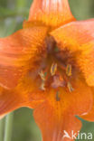 Roggelelie (Lilium bulbiferum subsp.croceum) 