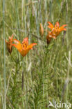 Orange Lily (Lilium bulbiferum subsp.croceum)
