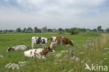 red-and-white Cow (Bos domesticus)