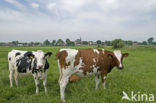 red-and-white Cow (Bos domesticus)