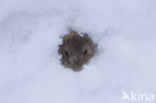 Bank Vole (Clethrionomys glareolus)