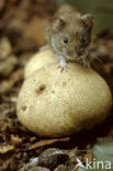 Rosse woelmuis (Clethrionomys glareolus)